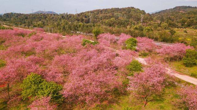 “韶关樱花公园最新资讯速递”